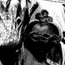 acid profil fotoğrafı
