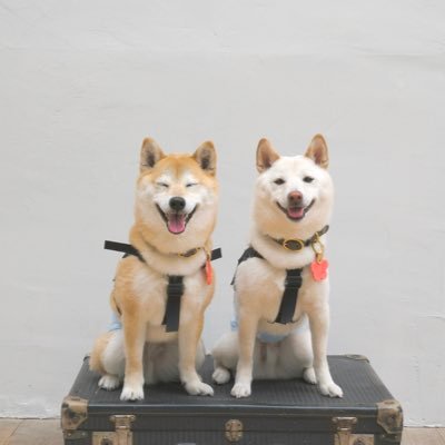 kotaro_koi's profile picture