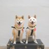 柴犬こたろーとりんたろ&黒猫ちゅ〜たろ〜 的头像
