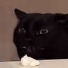 Solothil's profile picture