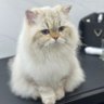 Profilbild von Royal