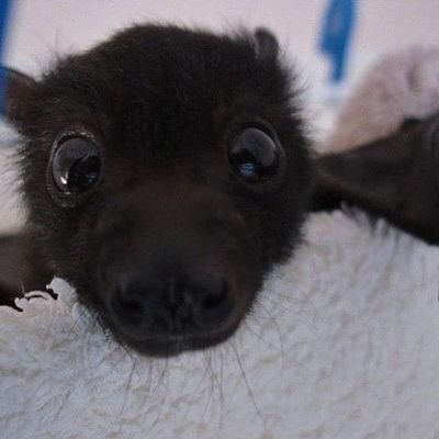 K_🦇's profile picture