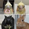 ニコティ🐰🐥🐥's profile picture
