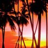 Palm profil fotoğrafı