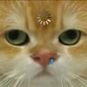 Q.Y. Xie's profile picture
