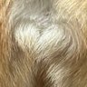 柴犬たび profil fotoğrafı