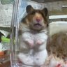 ciharu asou's profile picture
