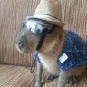 Capybara3's profile picture