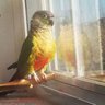 Momma Bird 🐣🌻 的头像
