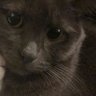 DHG's profile picture