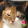 🐈⬛カスティエル🐈⬛'s profile picture