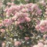 Фото профиля هاجَر سَعد