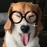 The Angry Beagle 的头像