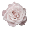 𝗍𝗌𝗁𝗒 ꣑୧'s profile picture