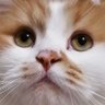 鬼道かなめ profil fotoğrafı