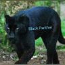 lieutenant colonel Black Panther's profile picture