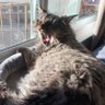 Roaring Catty 的头像