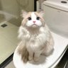 roger w 的头像