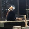 風太くん推し profil fotoğrafı