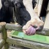 Фото профиля びんとろんぐ