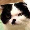 Kanna🐱 𝕏 ケンタウロス's profile picture