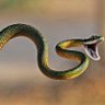Jake the Snake profil fotoฤrafฤฑ