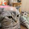 Фото профиля KUCING BOTAK