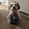 Cowboy dog 的头像