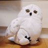 蛍光眼鏡's profile picture