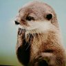 ネイミー 的头像
