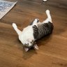 fitzinabox's profile picture