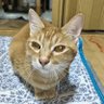 Фото профиля 不適切にも程がない創価カルト