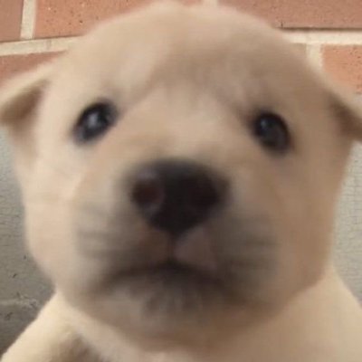 일단's profile picture