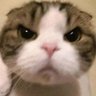 puppy's profile picture