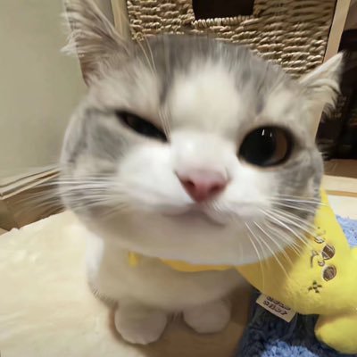 椰椰奶球冰激凌's profile picture