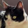 Profilbild von Juliuscat