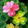 Фото профиля アウンー🌸🌸