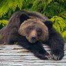 Profilbild von ADeadManWalking