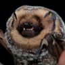 The Vampiric Critic 🦇🦇 profil fotoğrafı