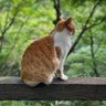 Profilbild von しろう