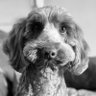 Profilbild von The Woof of All Treats.