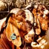 Tshep-dollar's profile picture