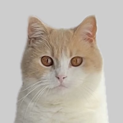 梛(なぎ)🪽's profile picture