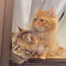 にゃん 的头像