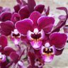 Фото профиля Janniebug