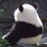 孤獨的勇者 Lone Star's profile picture