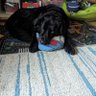 smokeydays's profile picture
