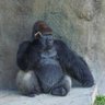 Profilbild von Himble