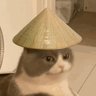 Edgar Modesto🐈⬛'s profile picture