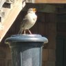 Profilbild von Shane 209-White Crown